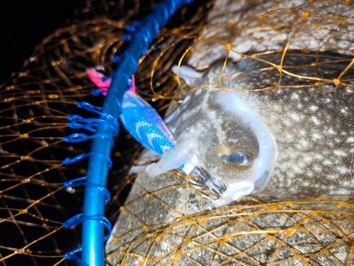 コウイカの釣果