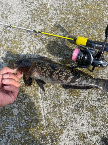 アイナメの釣果