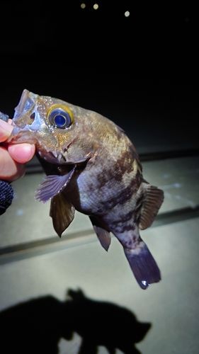 メバルの釣果
