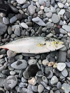 ワカシの釣果