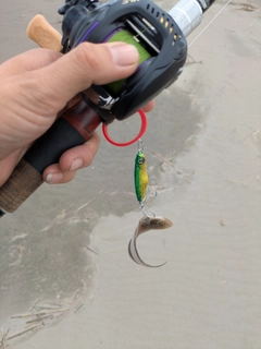 シタビラメの釣果