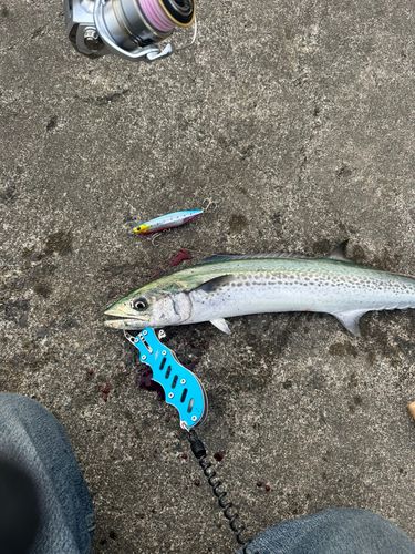 サゴシの釣果