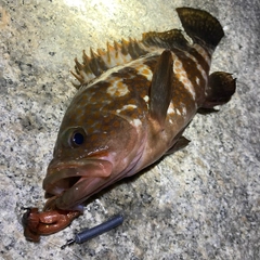 アコウの釣果