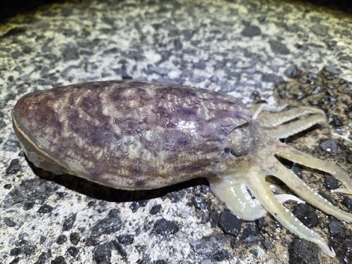 コウイカの釣果