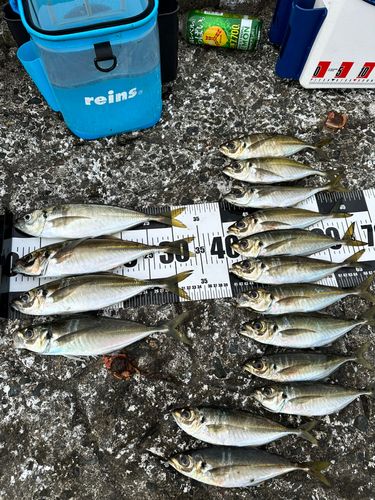 マアジの釣果
