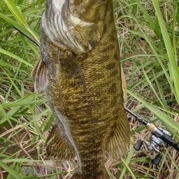 スモールマウスバス