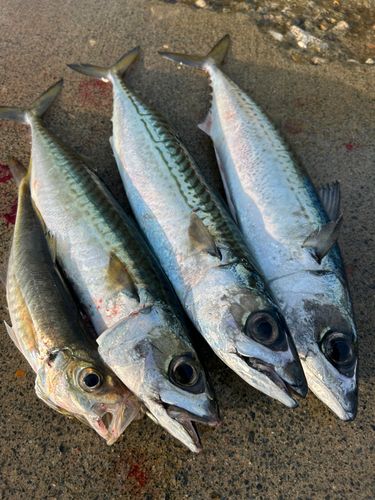 サバの釣果