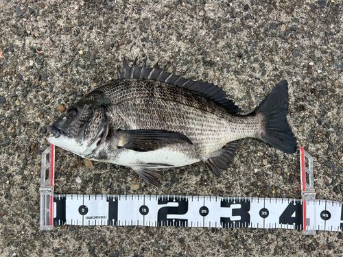 クロダイの釣果