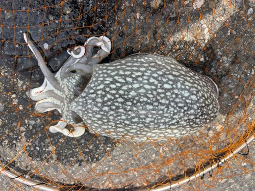 シリヤケイカの釣果