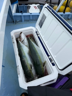 ワラサの釣果