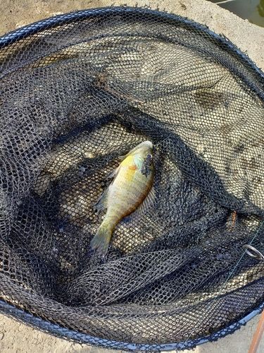 ブルーギルの釣果