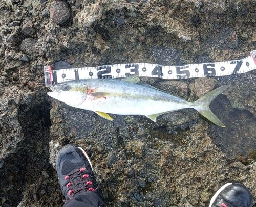ヒラマサの釣果