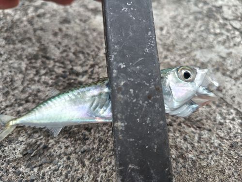 サバの釣果