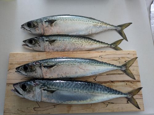 サバの釣果