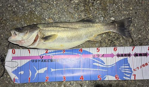 シーバスの釣果
