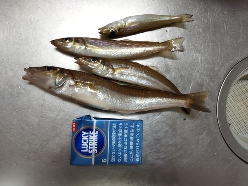 キスの釣果