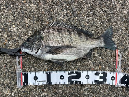 クロダイの釣果