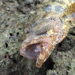 ヤイトハタ