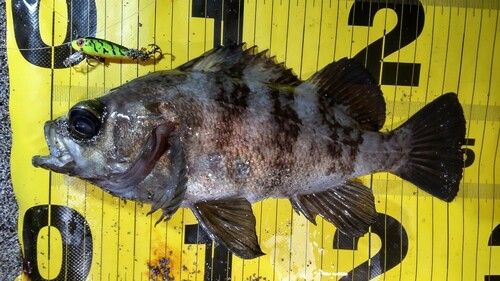 メバルの釣果
