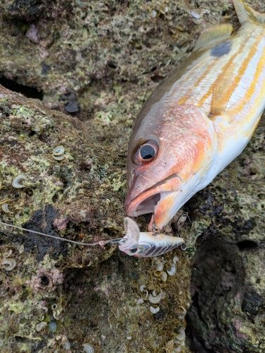 ヤマトビーの釣果