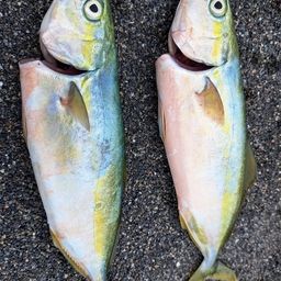 ワカシ