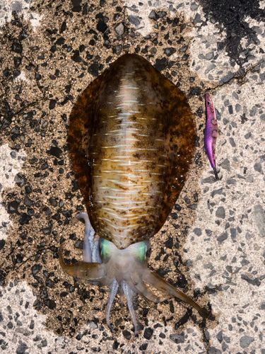 アオリイカの釣果
