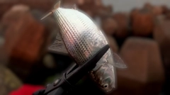 コノシロの釣果