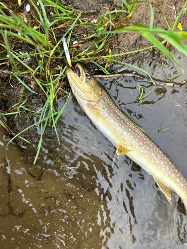 アメマスの釣果