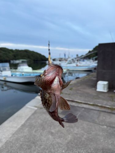 セイゴ（ヒラスズキ）の釣果