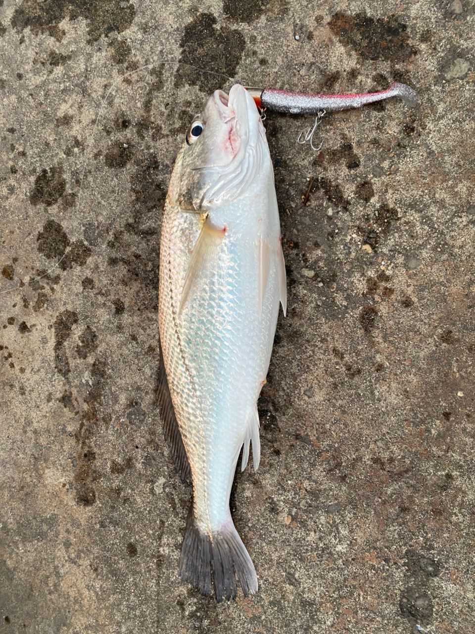イシモチ