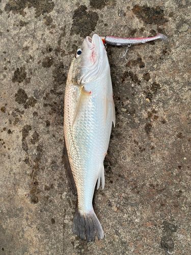 イシモチの釣果