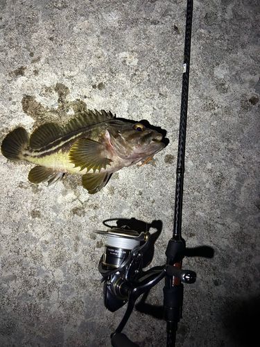 シマソイの釣果
