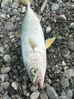 ワカシの釣果