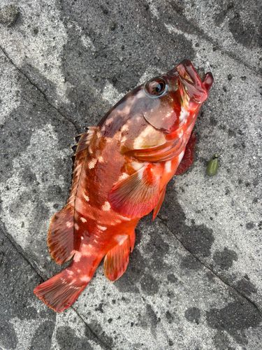 アカハタの釣果