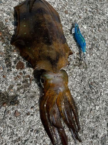アオリイカの釣果
