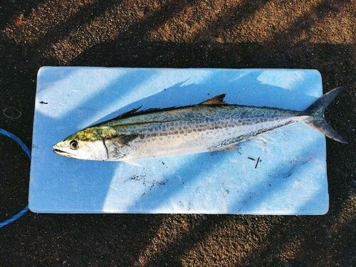 サゴシの釣果