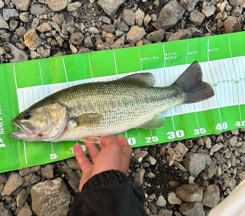 ブラックバスの釣果