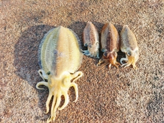 モンゴウイカの釣果