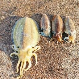 モンゴウイカ