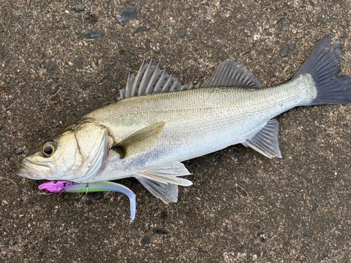スズキ釣り 九頭竜川河口で釣れたスズキの釣り・釣果情報 - アングラーズ