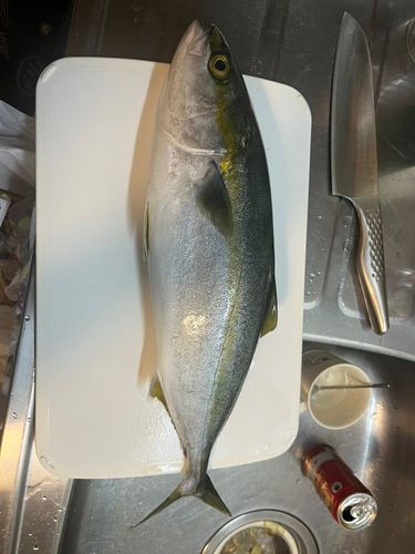 ハマチの釣果
