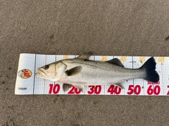 スズキの釣果