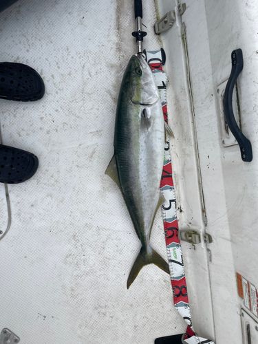 ブリの釣果