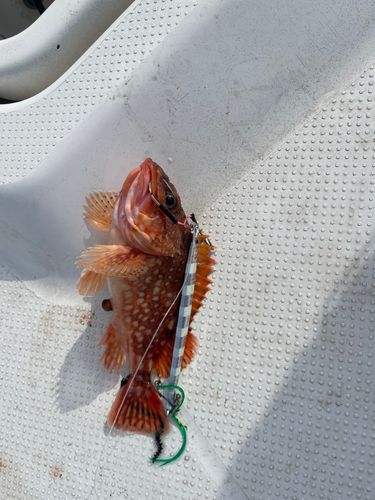 キジハタの釣果