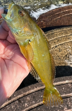 アナハゼの釣果