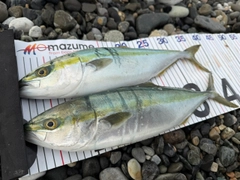 イナダの釣果