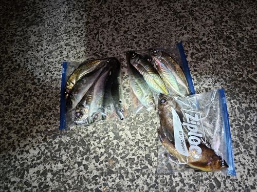 アジの釣果