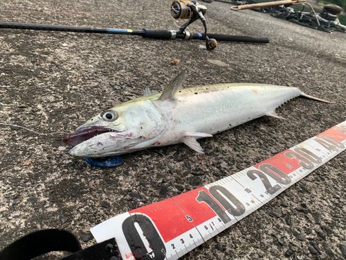 サゴシの釣果