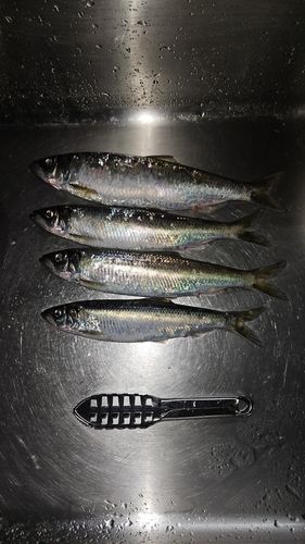 ニシンの釣果