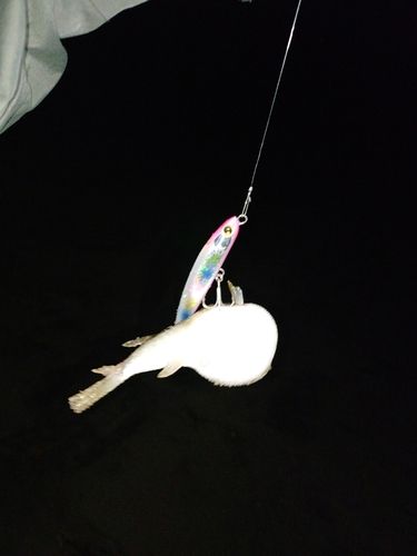 クサフグの釣果